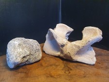 Tierknochen/Wirbelknochen